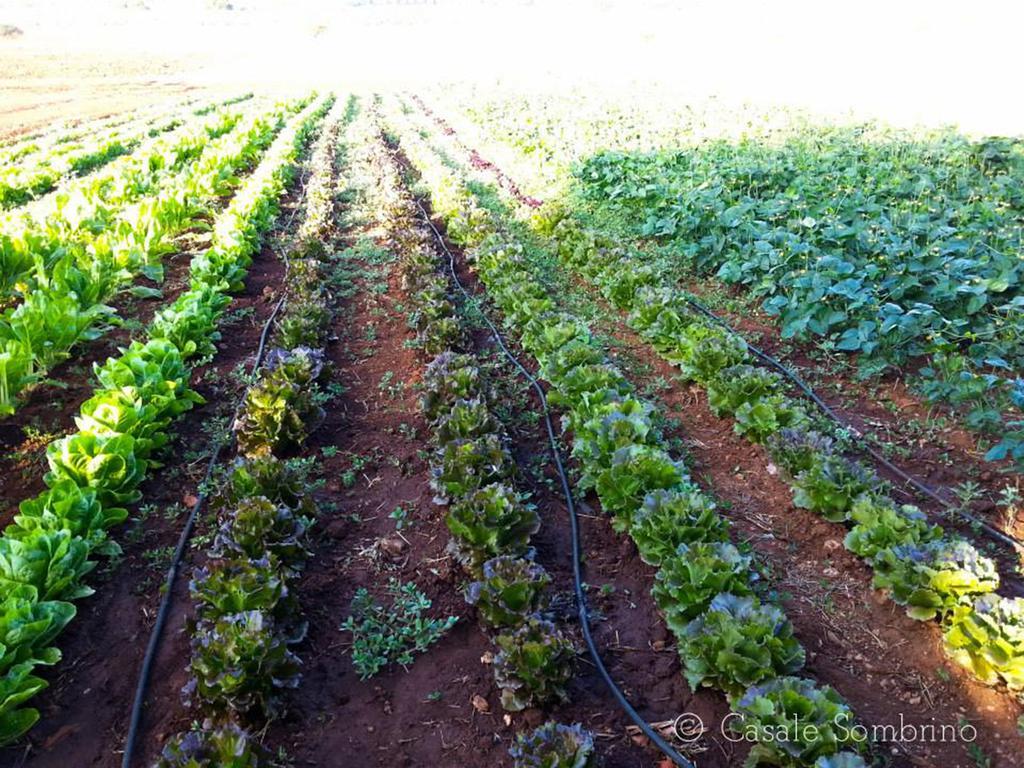 Casale Sombrino Pension Supersano Buitenkant foto
