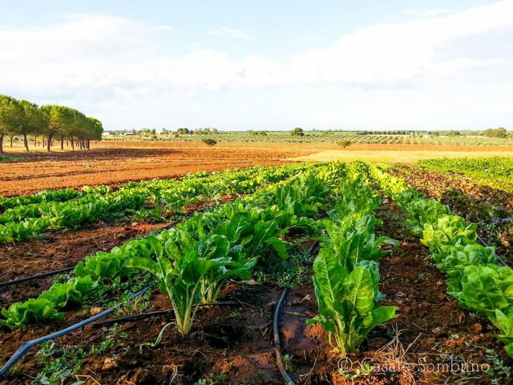 Casale Sombrino Pension Supersano Buitenkant foto