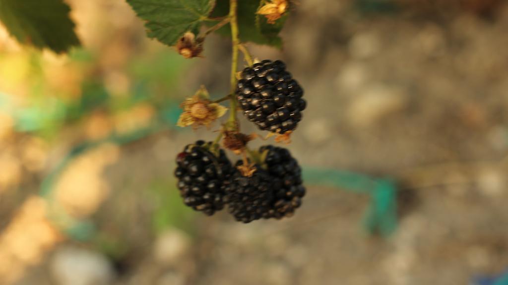 Casale Sombrino Pension Supersano Buitenkant foto